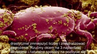 Obejrzała swoją poduszkę pod mikroskopem.  To co zobaczyła...