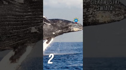 3 CIEKAWOSTKI O WIELORYBACH