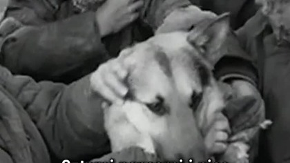 CZTEREJ PANCERNI I PIES  piętnaście milionów widzów przed telewizorami? #czterejpancerni #prl #rudy