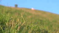 Strzał Amora