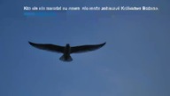 świadectwo Piotra