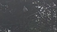 The stork, Bociani klekot, bái #music