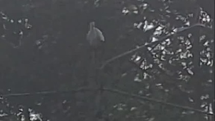 The stork, Bociani klekot, bái #music