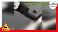 Kierowca busa przejechał celowo po psie!!! #25 EXTRA Wasze filmy