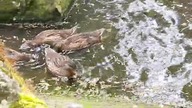 Krzyżowki / Mallards Łazienki Królewskie 