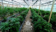 #14 W Drodze Do Legalizacji - Mutanty i drony na plantacji konopi Freedom Farms