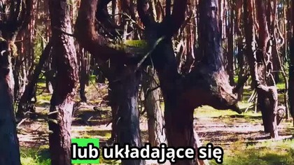 Krzywy Las w Województwie Lubelskim #podróże #kieruneklubelskie #lubelskie #polesie