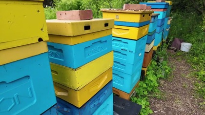 Zniszczona pasieka już tętni życiem