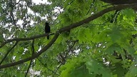 Turdus merula (Common Blackbird/Kos zwyczajny) 