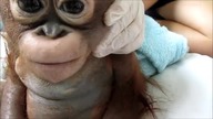  Orangutan uratowany przez wolontariuszy
