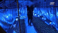 Prawie 6 ton marihuany przemycane w arbuzach. Kibole Cracovii mogli zarobić 100mln