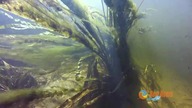 spływ Czarną Hańczą - Best Divers