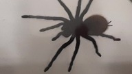 Chromatopelma  cyaneopubescens 