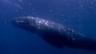 Jean-Michel Cousteau - Morskie przygody - część 4 - Niebezpieczne wędr&oacute;wki wali szarych