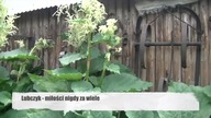 Lubczyk - miłości nigdy za wiele (Adolf Kudliński)
