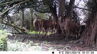 Jelenie, łanie, cielaki.  Deer, hind, calves.  Fotopułapki.