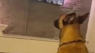 #ups #dog #dogsoftiktok #dogtok