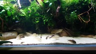 Microbachium dayanum - krewetki wielkoramienne.