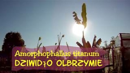 Odc. 458. Dziwidło olbrzymie-Amorphophallus titanum z nasion.  Ciąg dalszy uprawy.
