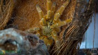 Afrykańska bestia Pterinochilus murinus i jej DOM Z GLINY! / ZAJĄC & REPTILITY