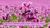 Dlaczego nie dziękujecie Bogu za dzień, dobro w nim zawarte i występujące, za miłość, jedzenie i rod