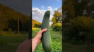 This Zucchini has serious girth!