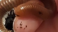 Tanzanian Olive Millipede (Spirostreptus sp.  Tanzania)