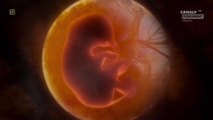 Świat zwierząt rodzicielstwo - 2