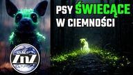 Dwa świecące labradory urodziły się w Korei Południowej #shorts