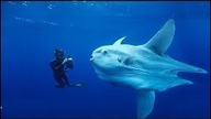 Stworzenia z Rowu Mariańskiego, czy żyje tam Megalodon?