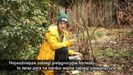 Jak, czym i kiedy nawozić hortensje w ogrodzie