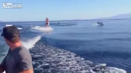 Delfin wie co dobre