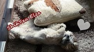 Shih Tzu scratching pillow ORGINAL PET