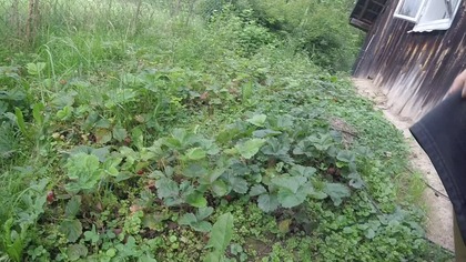 śniadanie truskawkowo miętowe