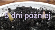 Salak wykiełkował.  Która metoda wysiewu jest najlepsza?
