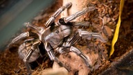 Groźna bestia spod ziemi  Cyriopagopus albostriatus!