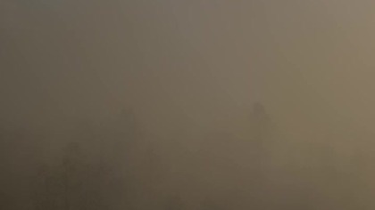 Misty Morning Forest: Soothing Nature Sounds & Foggy Sunrise