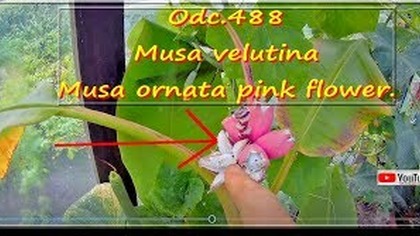 Odc-488-Początki kwitnienia bananowców velutina, dojrzałe owoce bananowca musa ornata pink flower