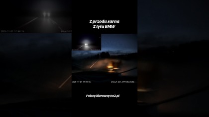Z przodu sarna, rozpędzone bmw z tyłu #crash #polscykierowcy