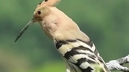 Milickie Królestwo Ptaków - rowerową pętla na wiosnę 