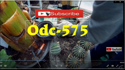 Odc-575-Jaka ziemia dla kaktusów, przesadzanie, kwitnienie-Echinopsis eyriesi.