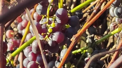 albo szpaki albo wino