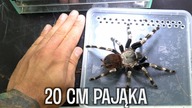 Co słychać u? #18 Seladonia wyliniała, podobnie jak CAŁA RESZTA 