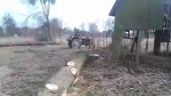 Wyciąganie sokory z ziemi URSUS C-330
