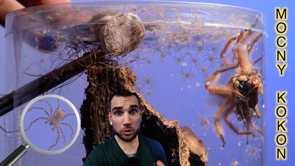 KOKON WYBUCHŁ, młode się rozlały  Noworoczne narodziny + nowości