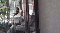 Sparrows at the Warsaw zoo 
