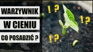 WARZYWNIK w CIENIU.  Warzywa i zioła do cienia