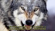 Owoce wilków ; fałszywi prorocy  fałszywi mesjasze