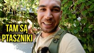 Wszędzie ptaszniki?! 
