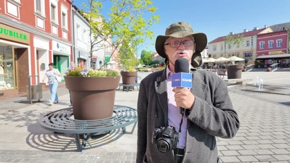 Jawor na rynku w Jaworznie usycha.  Klątwa Od. Nowa się znów sprawdza?